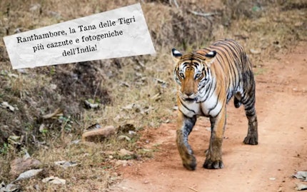 Ranthambore la tana delle tigri India
